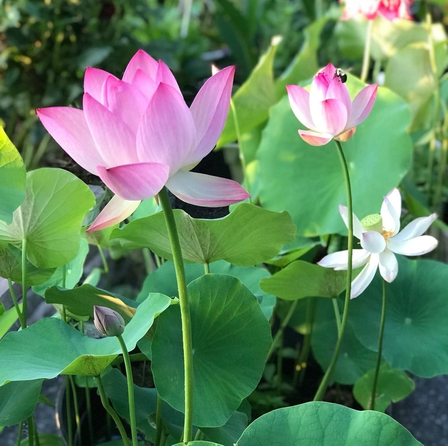 Beautiful Aquatic Lotus Seeds 12pcs – Grow Stunning Flowers Indoors or Outdoors
