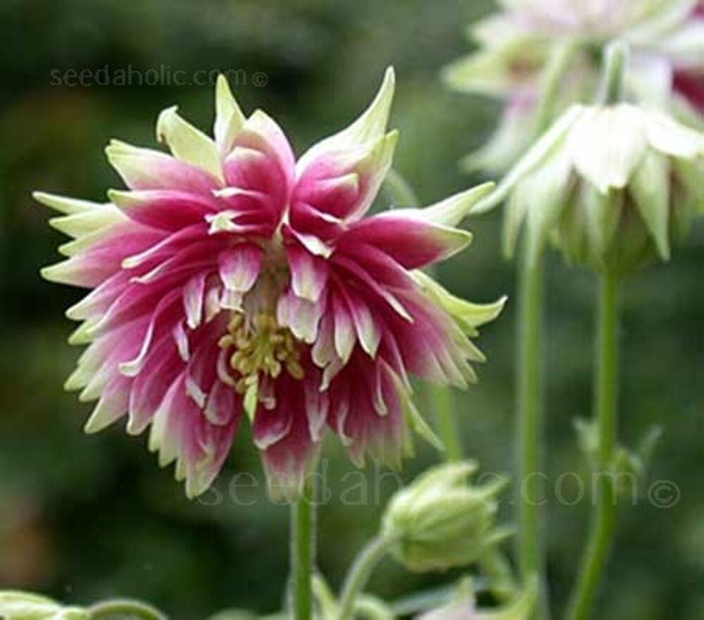 Columbine Nora Barlow – 100 Seeds – Double Pink Blooms!! Aquilegia Vulgaris