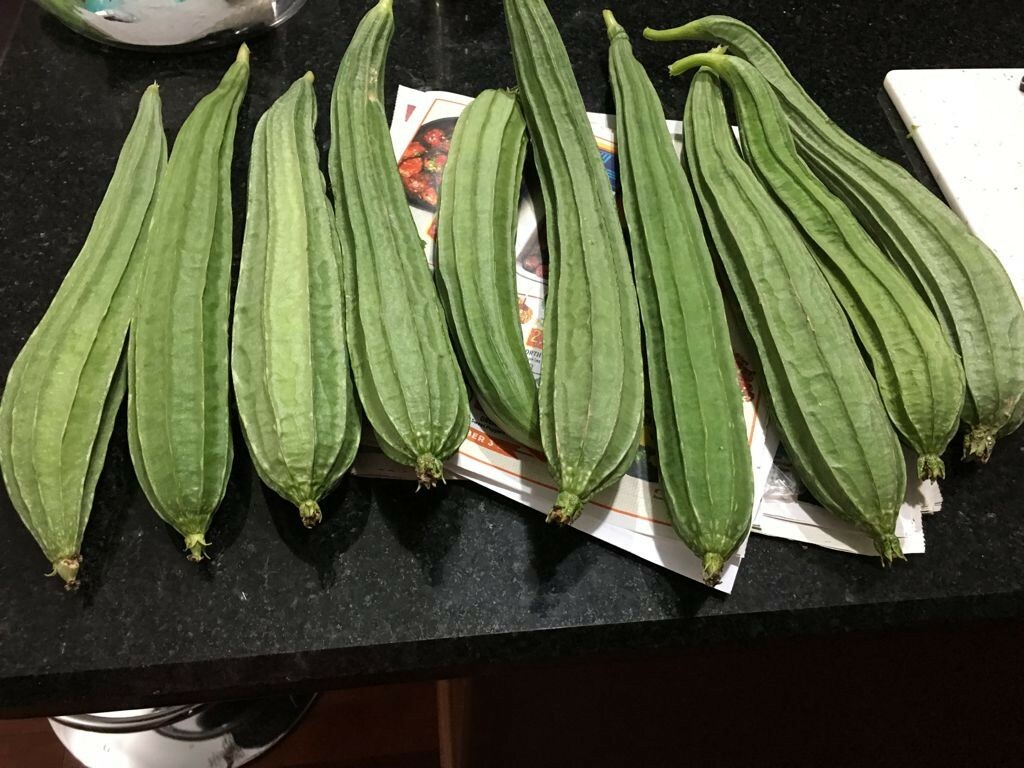ORGANIC Beerakaya / Angled Luffa / Ridge Gourd/ Chinese Okra /Muop Khia Seeds