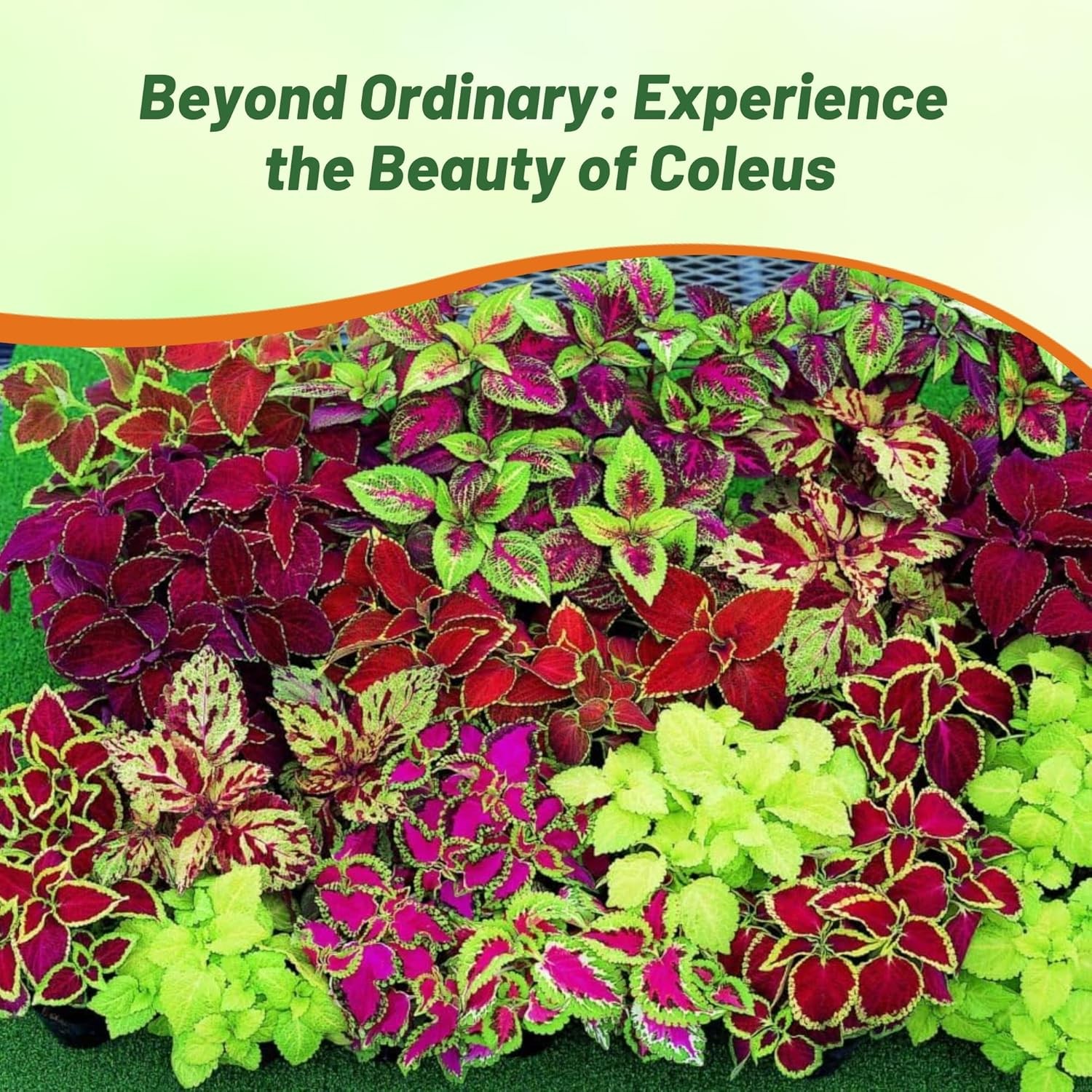 10000 Seeds Coleus Seed Mix For Planting – Rainbow Mix Flower Seeds | Shade