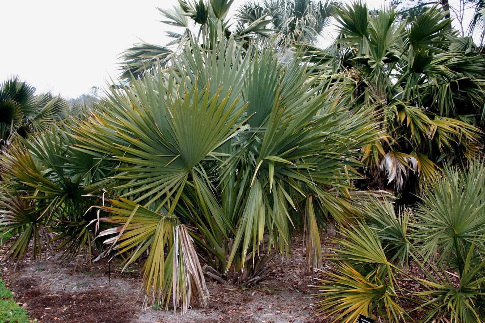 Sabal sp. ‘Tamaulipas’ Seeds! Almost NEVER Offered! Cold Hardy!
