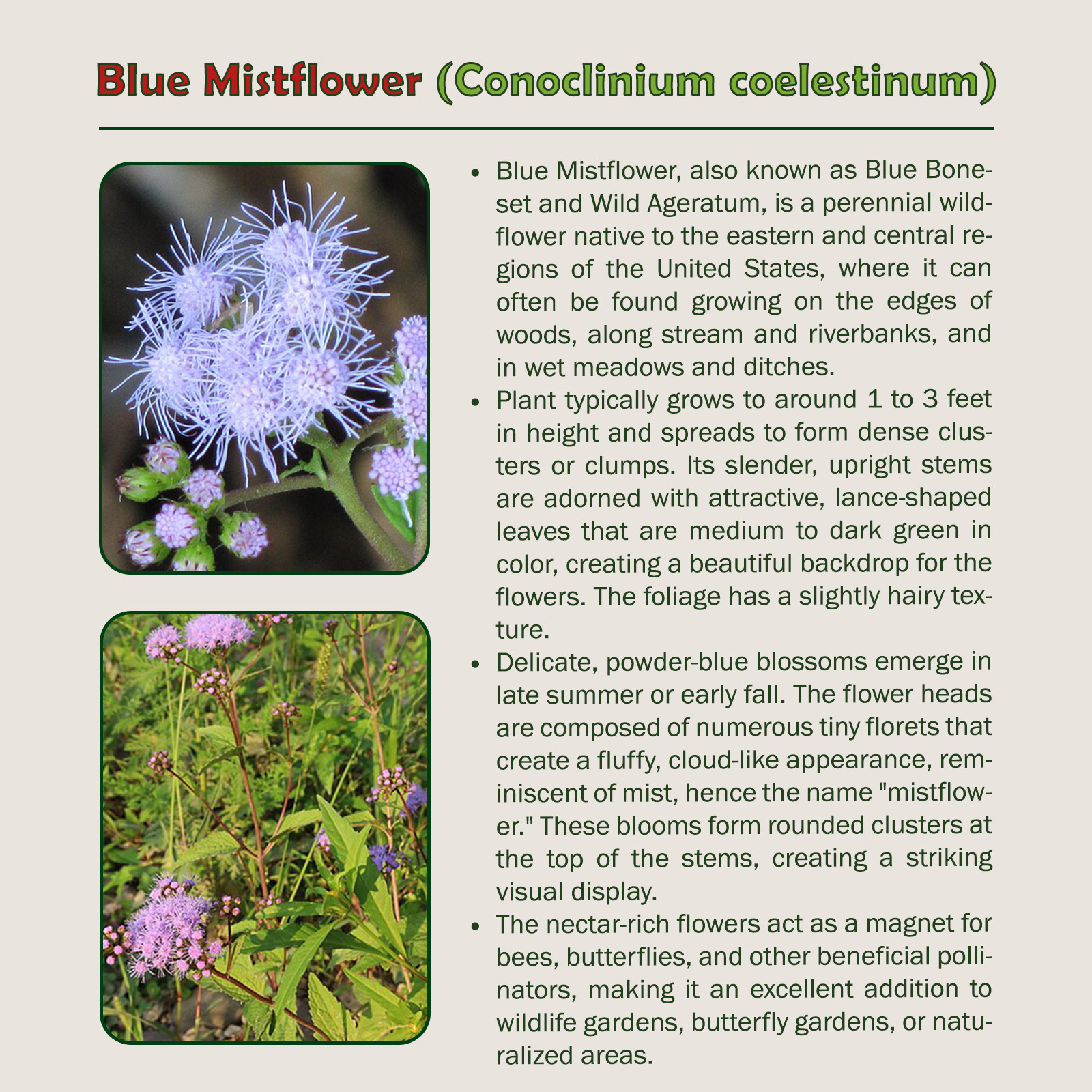 100 Wild Florida Mistflower Seeds, Conoclinium coelestinum, Pollinator Attractor