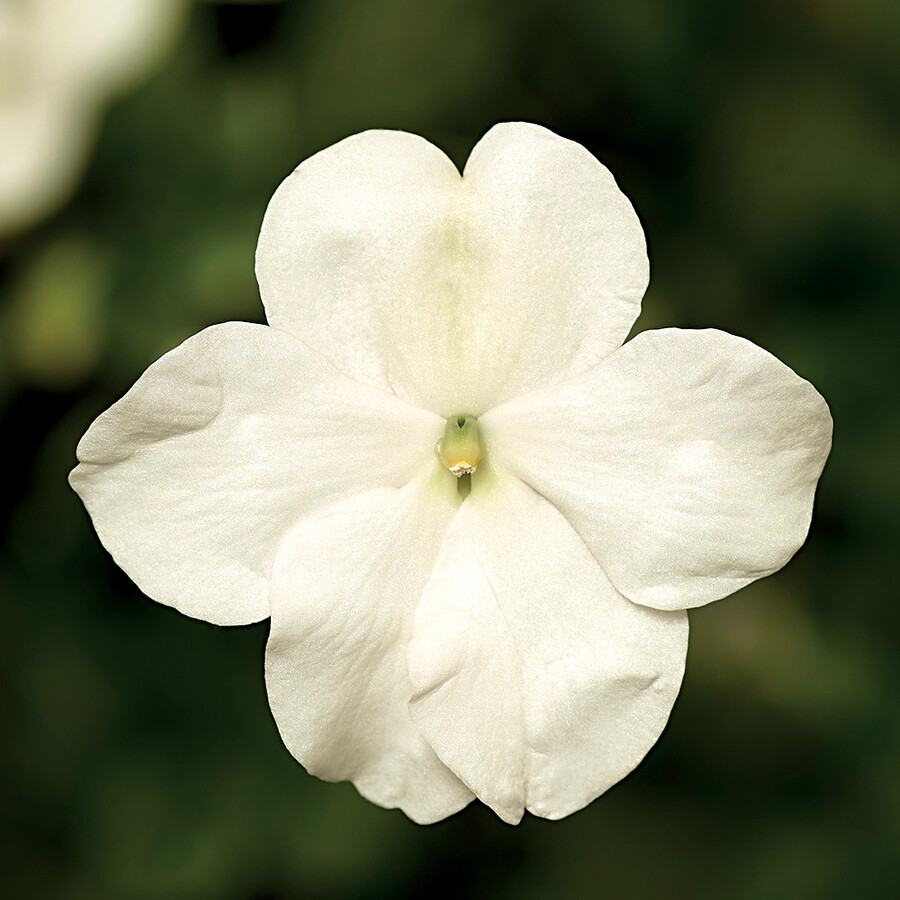Impatiens Seeds Impatiens XDR Imara White 50 Seeds