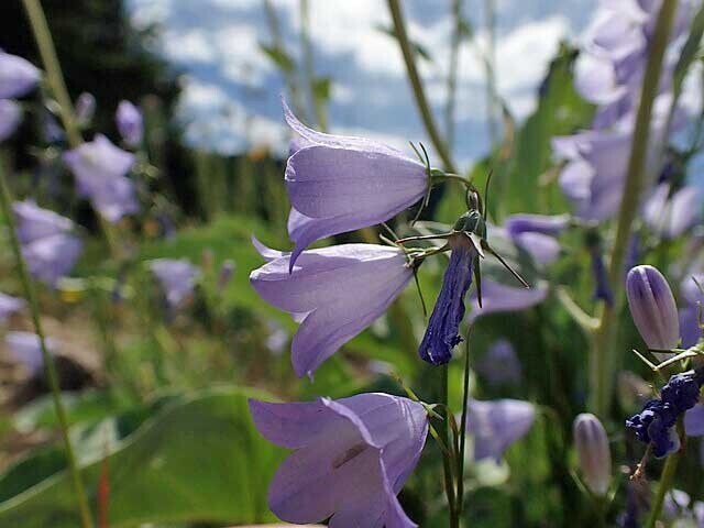 Campanula rotundifolia | Bluebell of Scotland | 100 Seeds