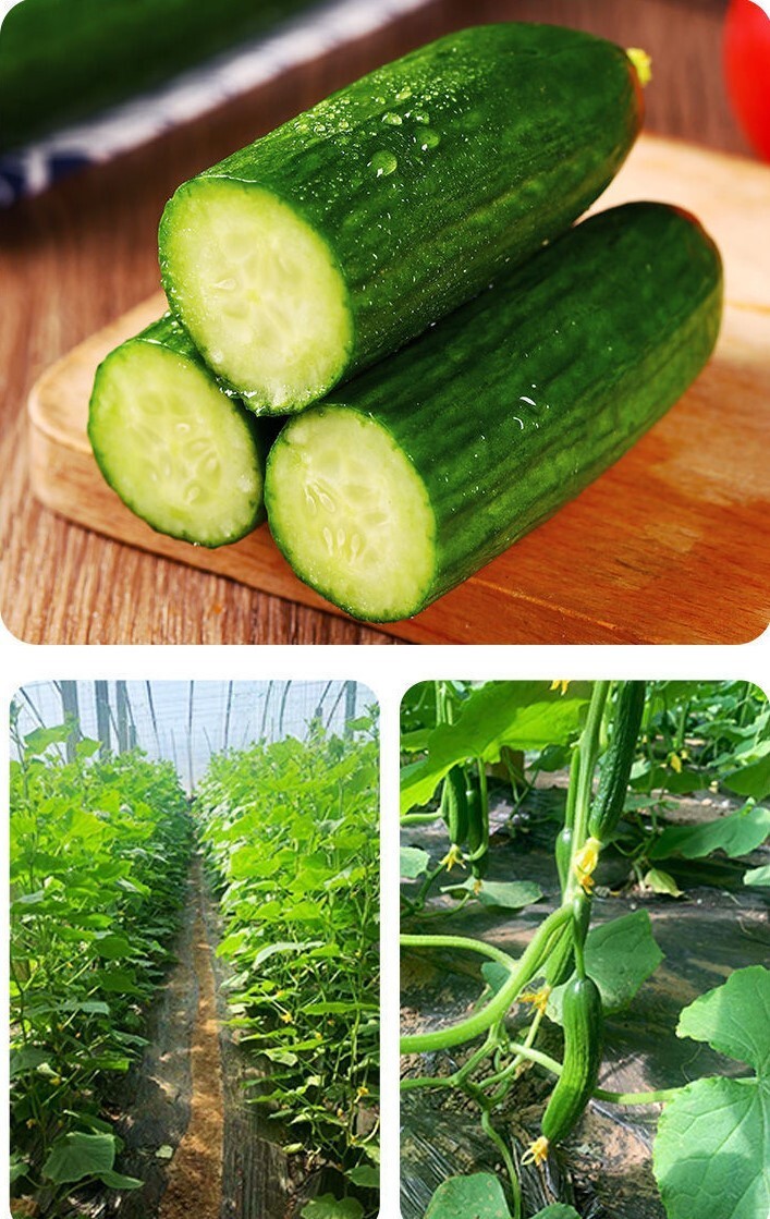 20+Cucumber Seeds Garden Sweet Slice Burpless Hybrid Cucumber USA