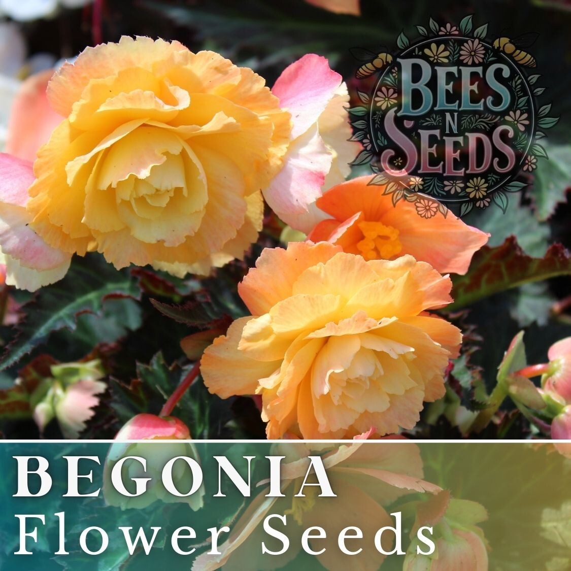 Sunny Zing Begonia Seeds 45 or 125 Seeds Flower, Flower Seeds, Non GMO