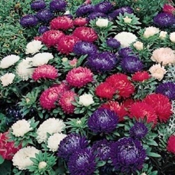 Aster Seeds Callistephus Dwarf Milada Mix 100 FLOWER SEEDS