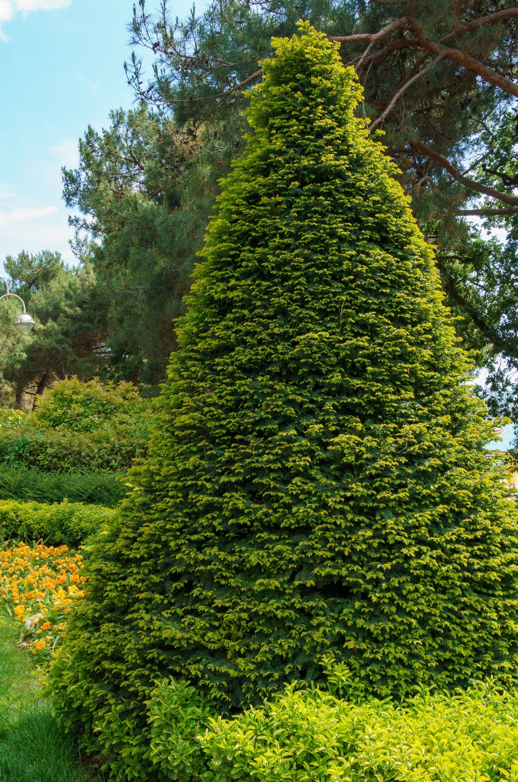 10 ENGLISH YEW Taxus Baccata Tree Shrub Conifer Sun or Shade Red Ornamental Berr