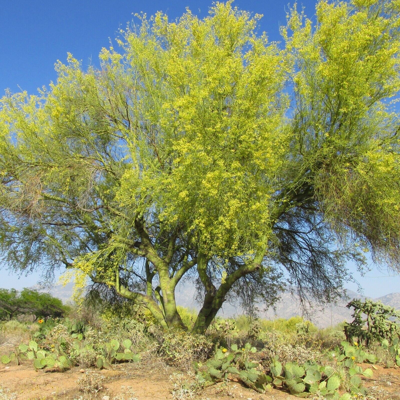 25 Seeds, Parkinsonia Forida, Blue Palo Verde, Green Trunk