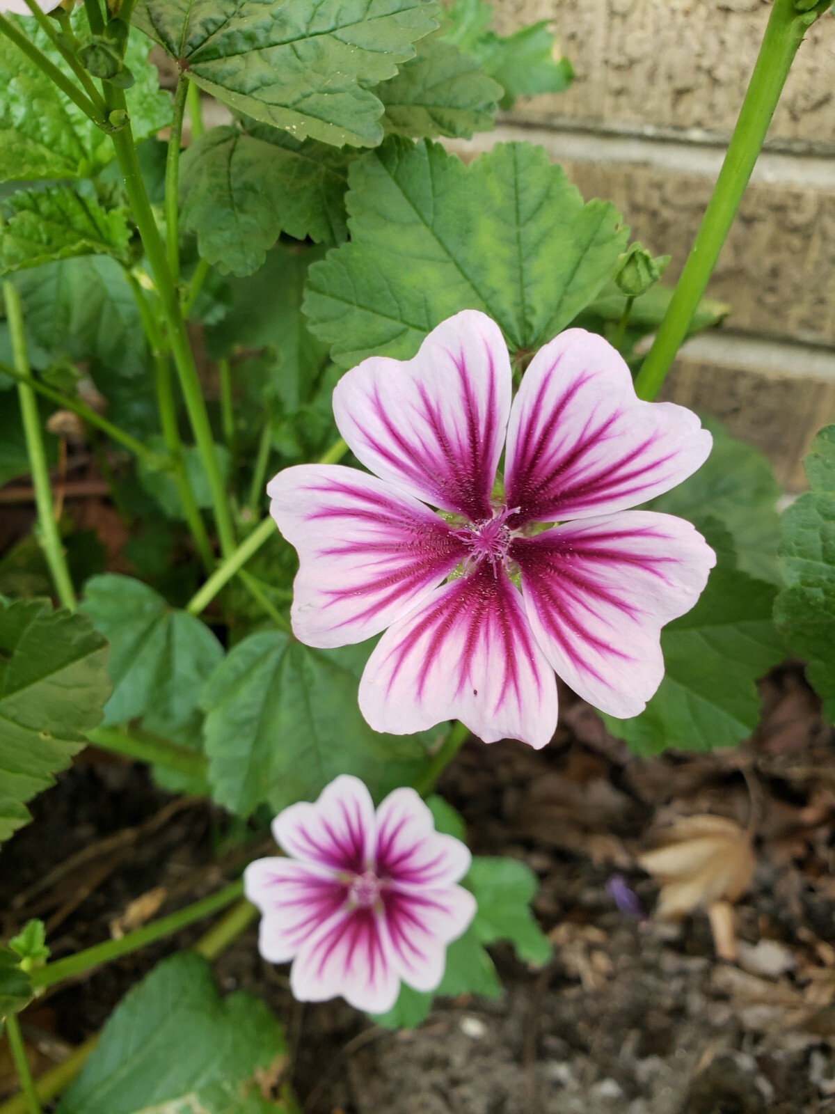 Zebrina Zebra Hollyhock Seeds 15 Organic Seeds