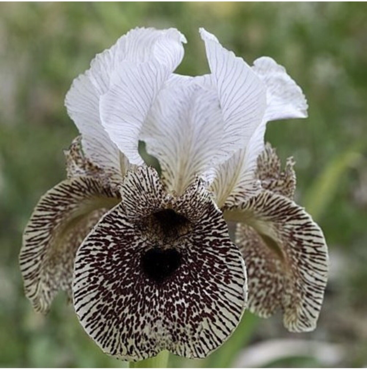 US Seller Multi-Varieties Iris Seeds, Heirloom Iris, Mixed seeds 25pcs/pack