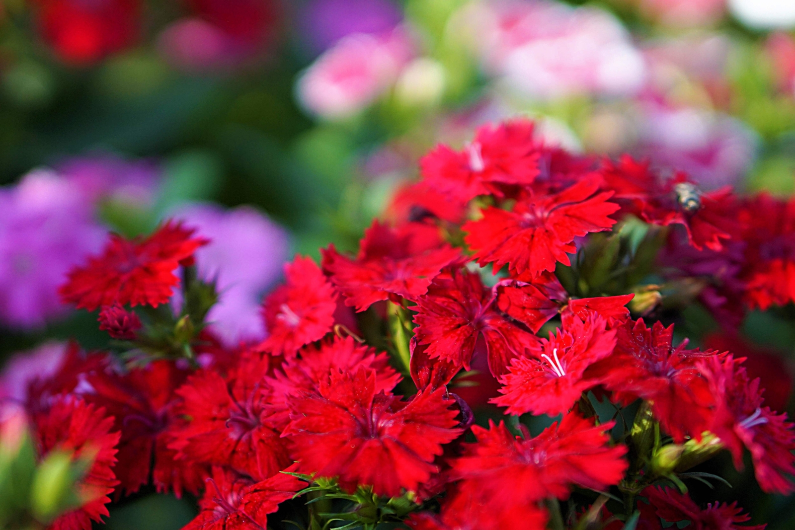 100 RED CARDINAL DIANTHUS Caryophyllaceae Flower Seeds *Flat S/H