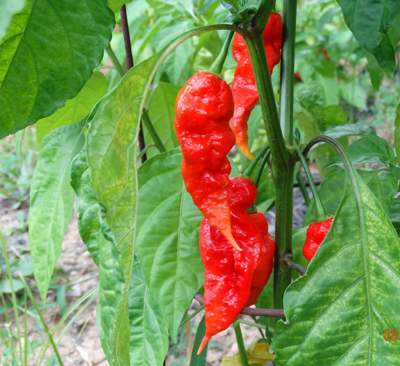 OVER 30+ JAYS RED GHOST PEPPER SEEDS SUPER HOT! GROW INSTRUCTIONS INCLUDED 2022