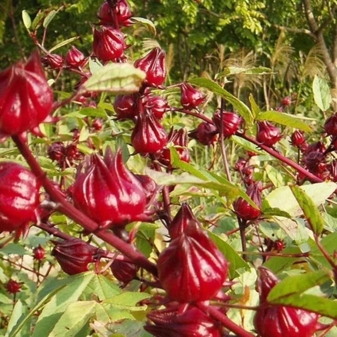 50 Roselle Seeds Jamaican Sorrel Seeds Florida Cranberry Hibiscus Sabdariffa