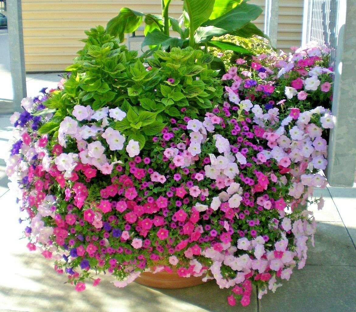 2000+Dwarf PETUNIA MIX Flower Seeds Garden Container Hanging Basket Window Box