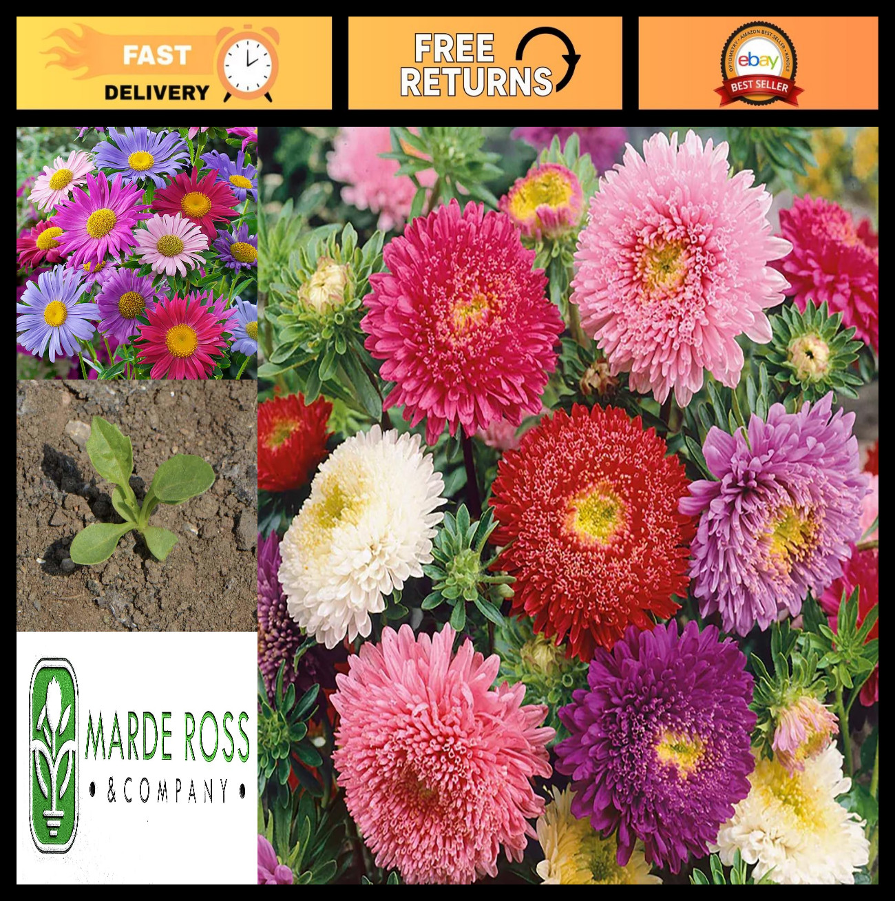China Aster Powderpuff Mix Seeds – 1000 Premium Flower Seeds for Garden