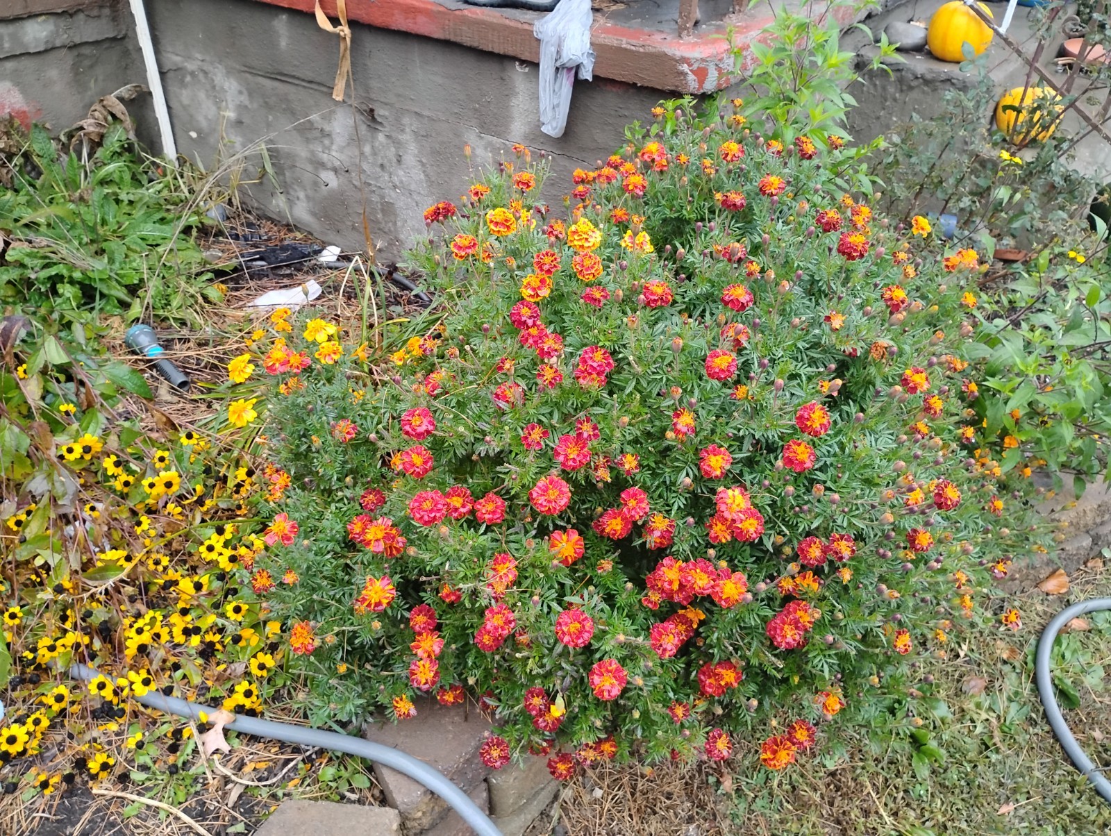 Sparky Mix Marigold Seeds | Bicolor Orange, Yellow & Red | Free Shipping