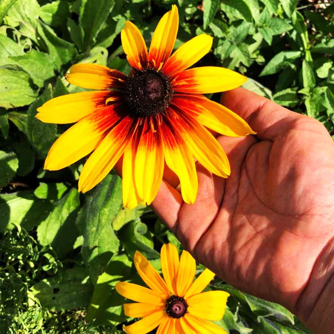 Gloriosa Daisy Flower Seeds | Rudbeckia Yellow Orange Perennial Flower Seed 2024