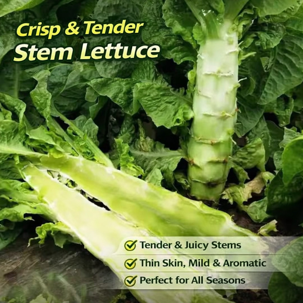 Lettuce Seeds Stem Lettuce Seeds Crisp Green Heirloom 50/100 Pcs（Seeds only）