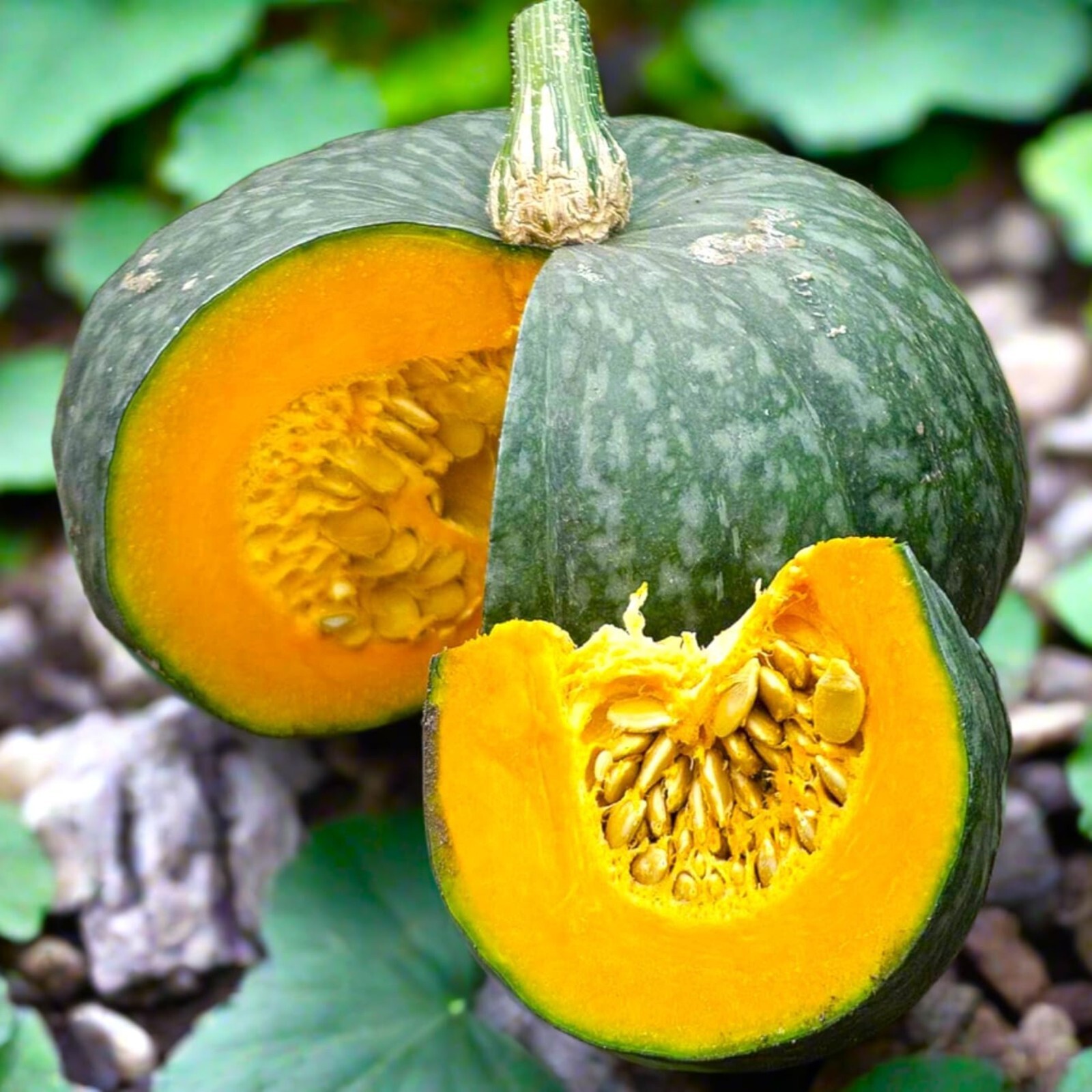 Kabocha Squash Seeds – 15 Seeds – Non-GMO Heirloom Japanese Pumpkin