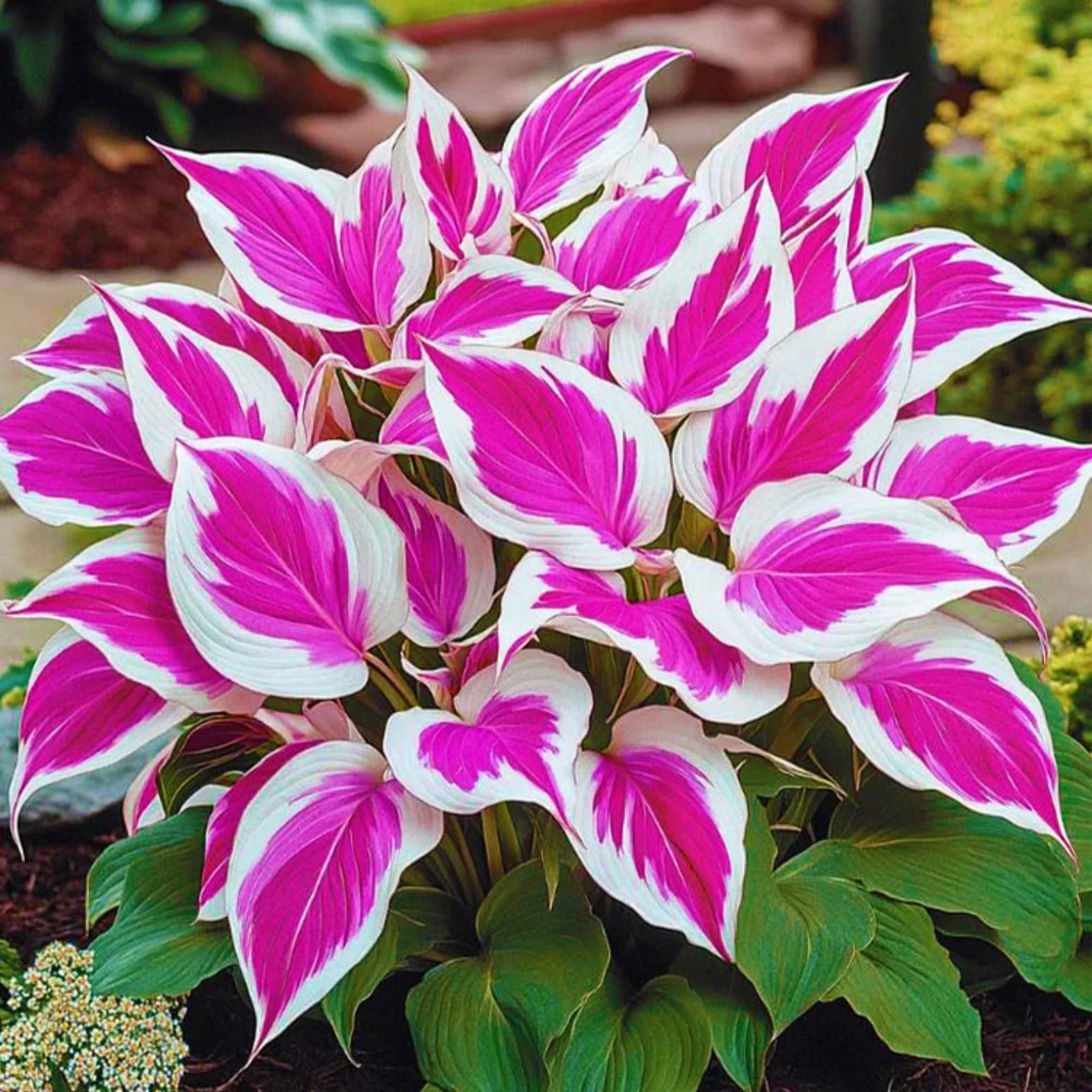 200+ Hosta Seeds Heart-Shaped Hosta Bare Roots – Rich Foliage, Heart Shaped Leav