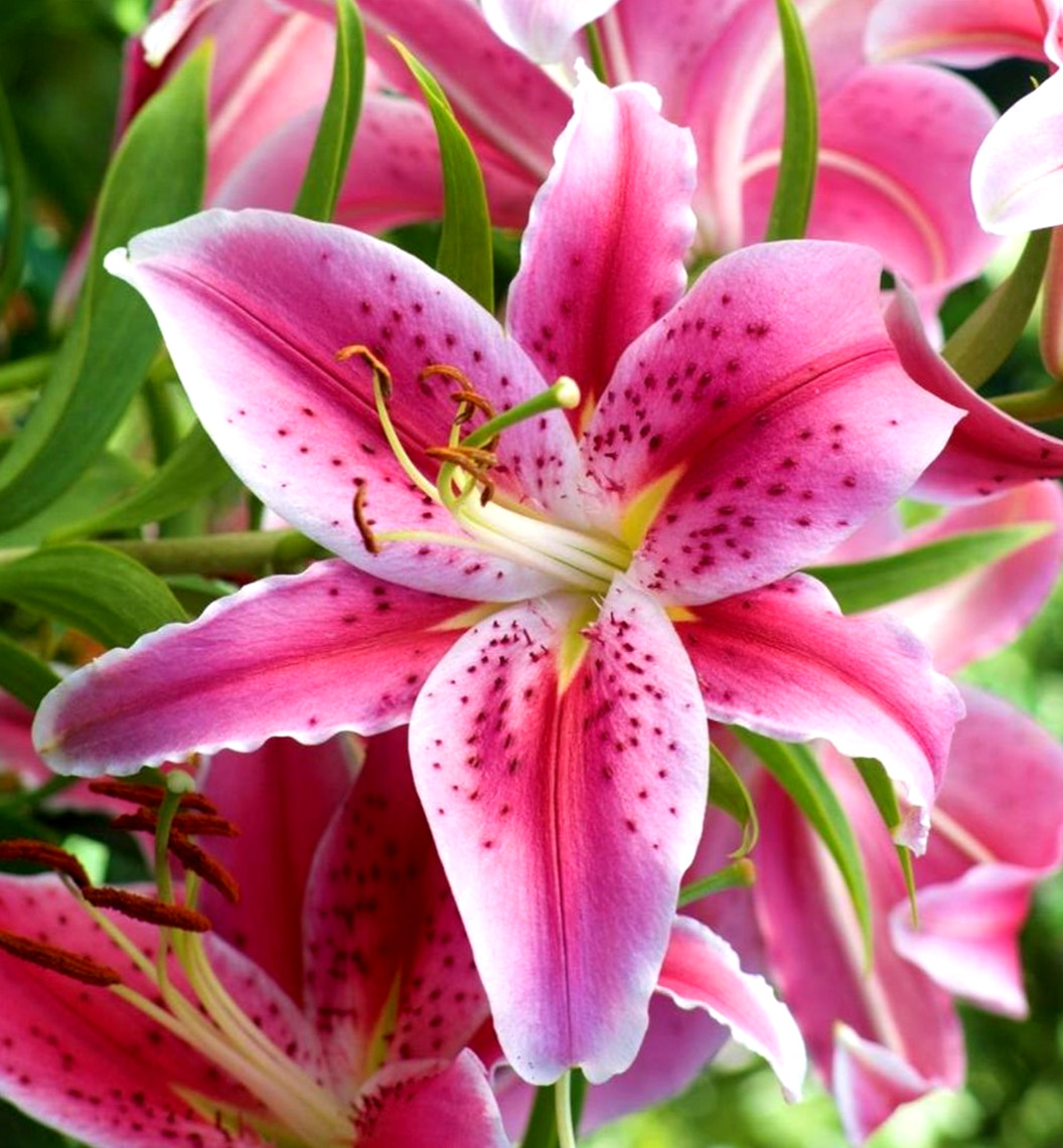 Lily Flower Bulbs 4 Stargazer Pink White Large Exquisite Flowers Spring Plant
