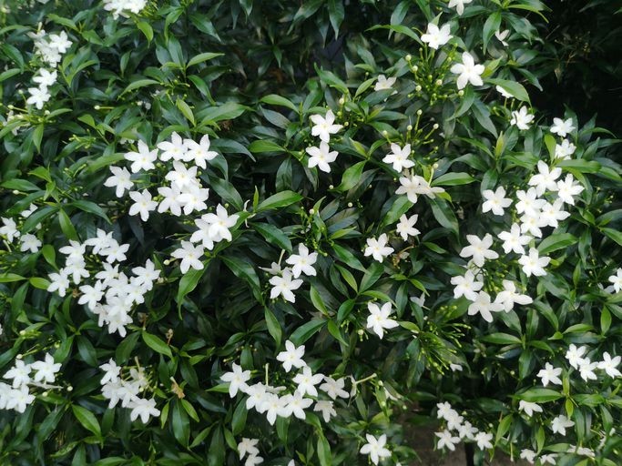 100 Star Jasmine Seeds Climbing Vine Fragrant Flower Cold Hardy Garden Planting