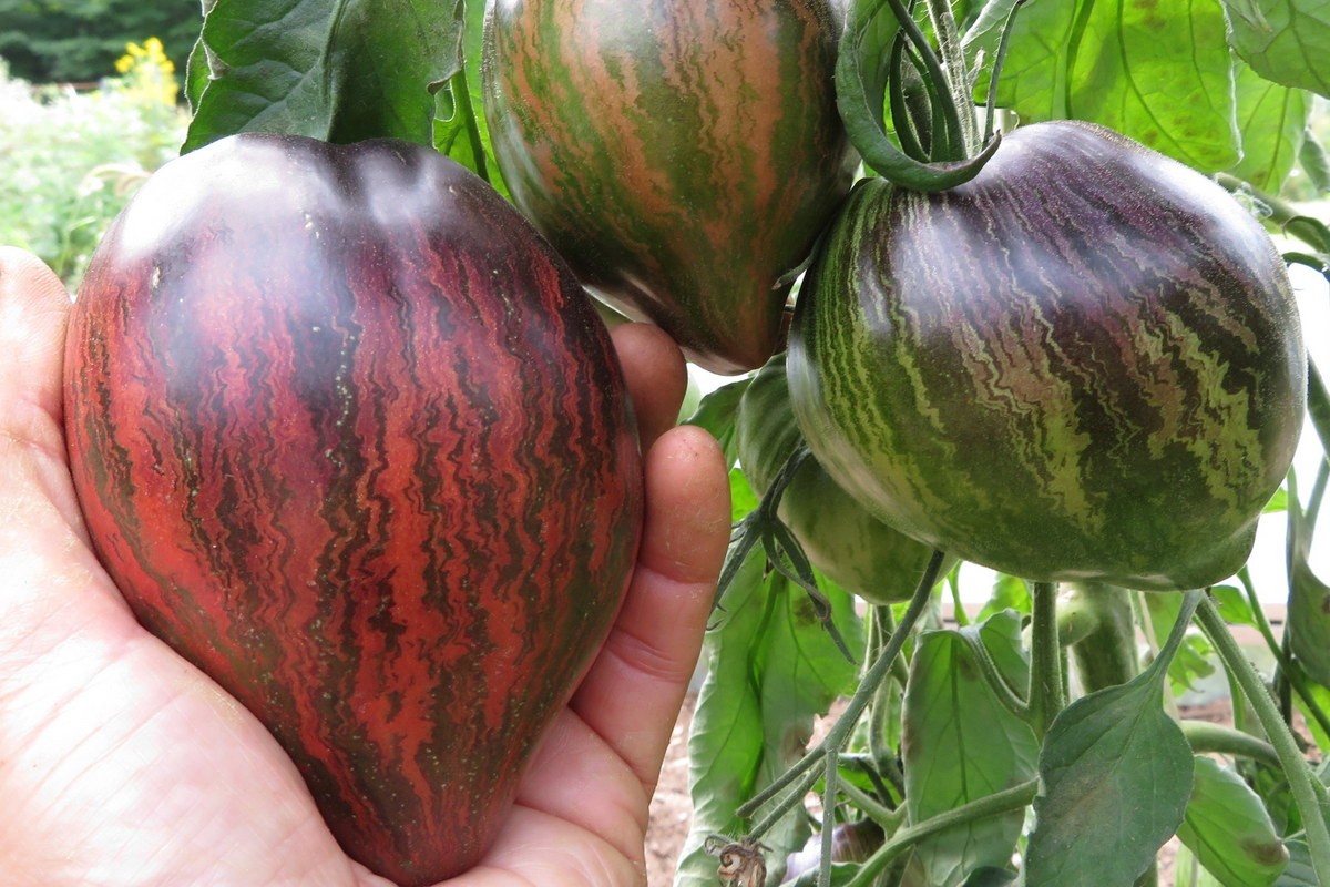 10 seeds Rebel Starfighter Prime Heart Tomato Rare ORGANIC Variety