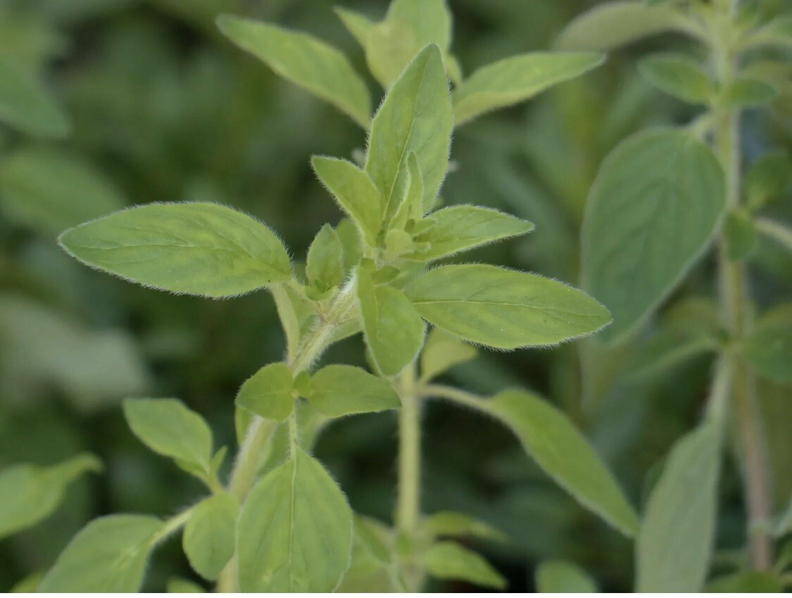 100 Oregano Seeds Organic Garden Origanum Vulgare Perennial Medicinal Herb Spice