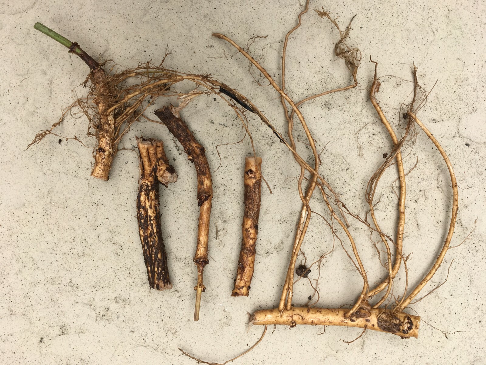 Start Next Year’s Crop Today. 3 Organic Cascade Hop Rhizomes, $22.00