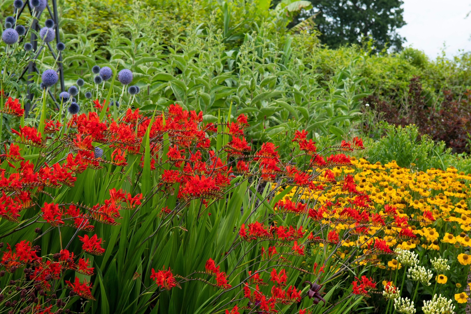 10 RED LUCIFER CROCOSMIA Crocosmia Masoniorum Flower Seeds