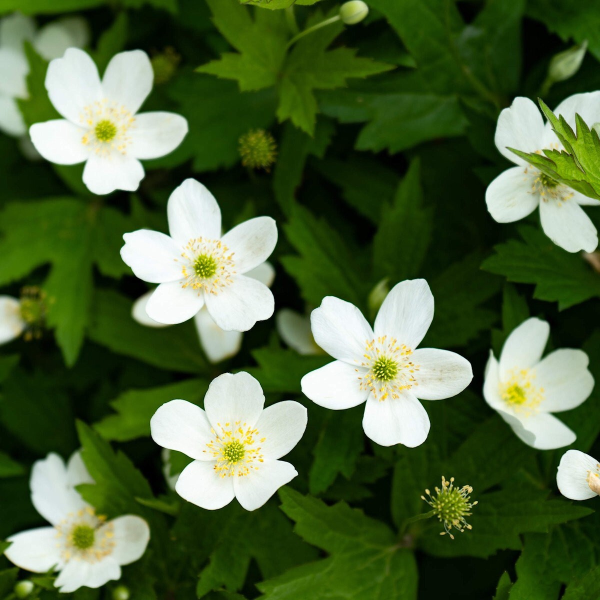 75 Canada Anemone Wildflower Seeds – Everwilde Farms Mylar Seed Packet