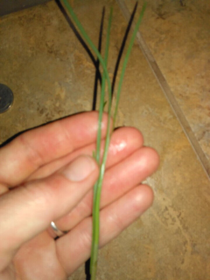 25 Wild Onion (Allium canadense) Bulbs- Fresh, Clean, & Ready To Plant