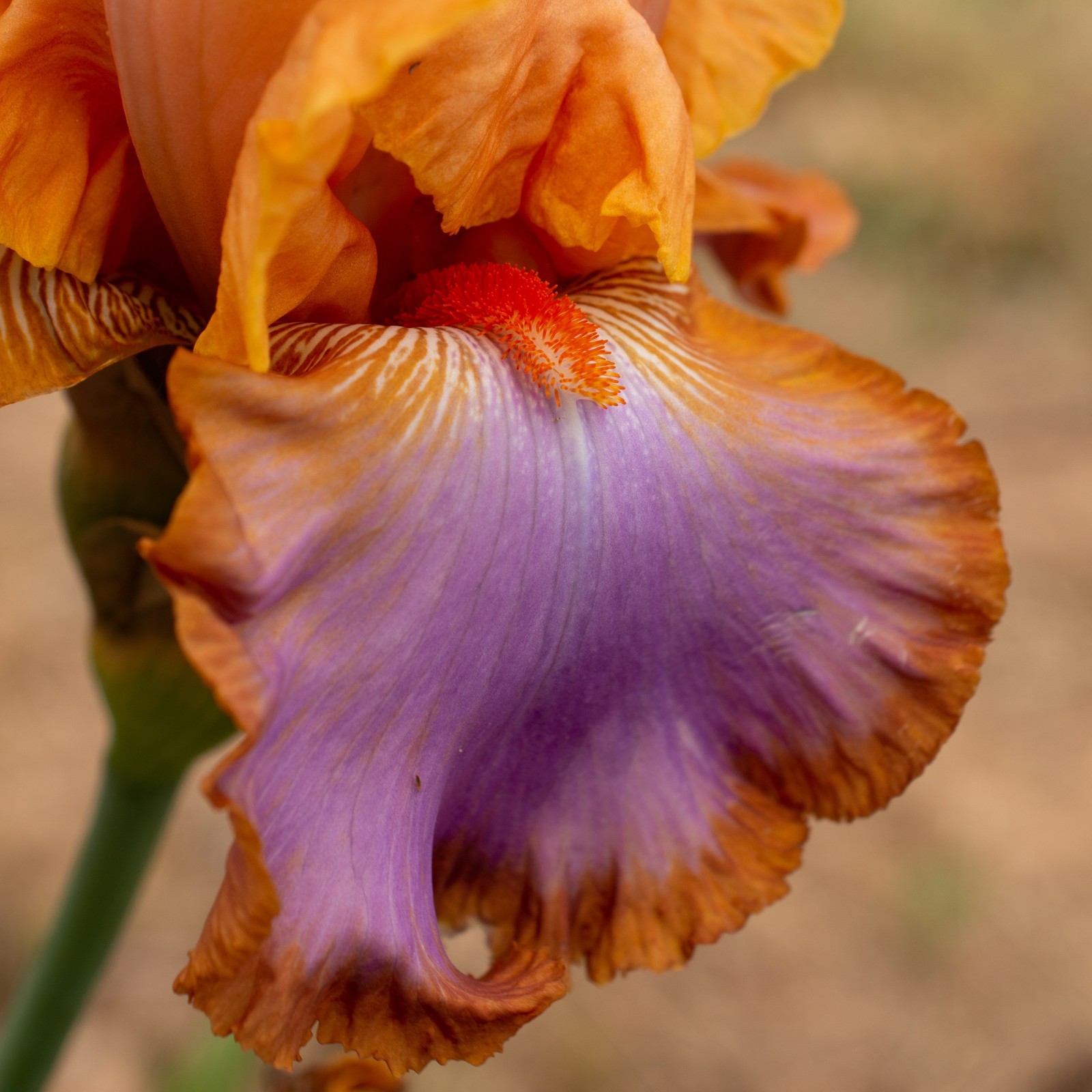 ** GRAND CANYON SUNSET ** Tall Bearded Iris. Combined Shipping: Jul – Sep