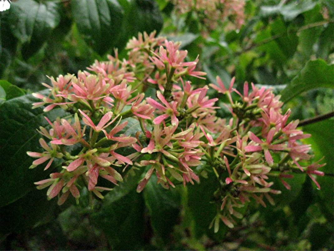 1-1000 PCS Seven Son Flower Tree Seeds Heptacodium Miconioides White Flower 0156