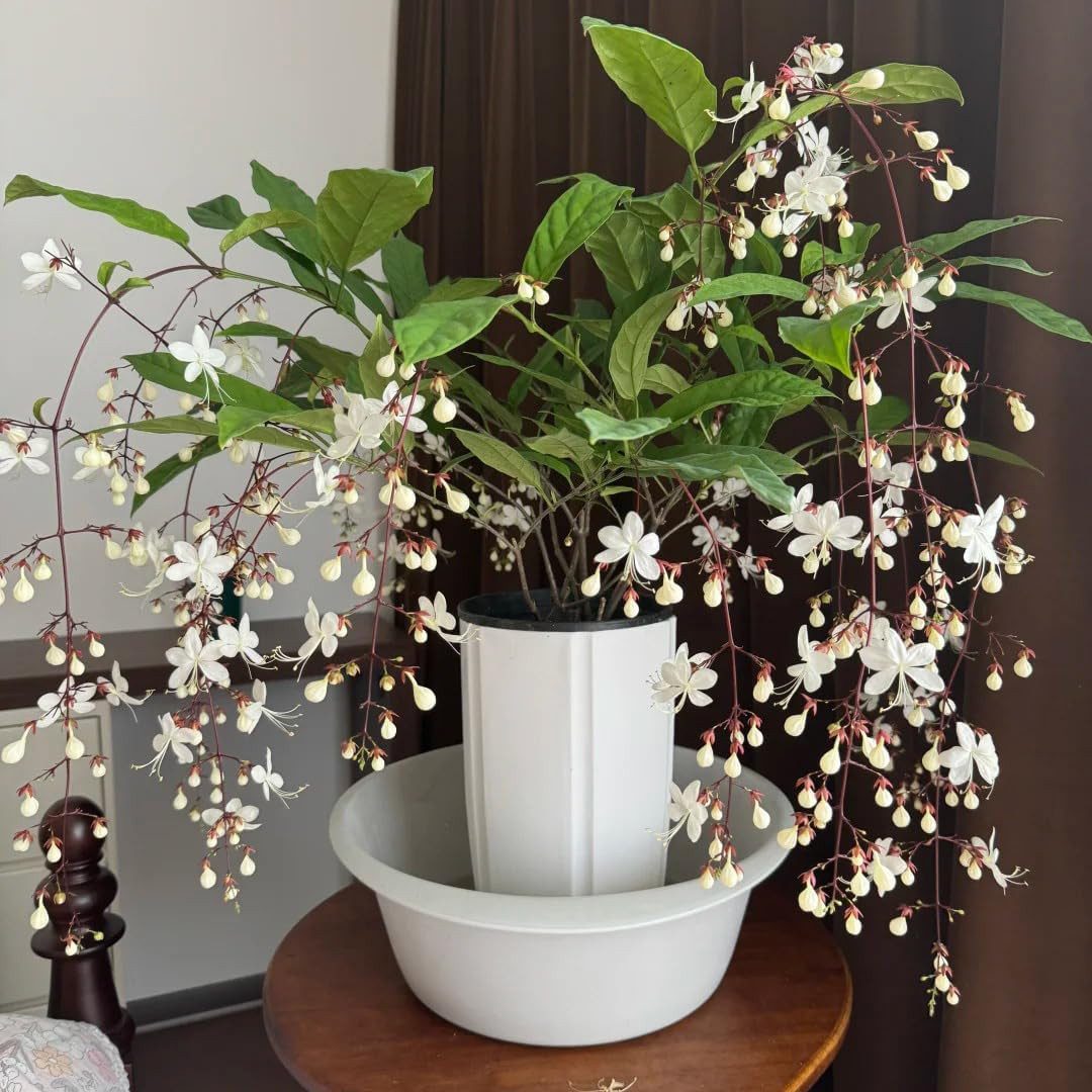 Climbing Jasmine Flower Seeds, 100 Non-Gmo Jasmine Gardenia Seeds, Fragrant Flow