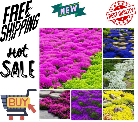 10000+ Mix Creeping Thyme Seeds Wild Creeping Thyme Seeds for Planting