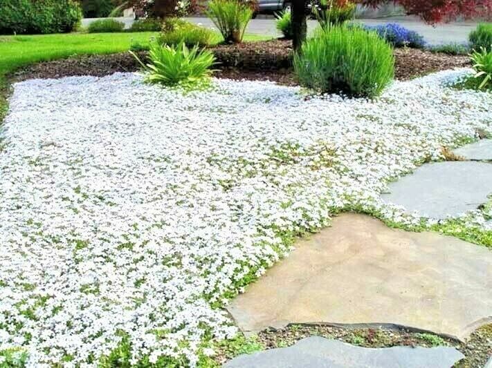 501+SNOW IN SUMMER Flower Seeds Perennial Flowering Groundcover Drought Tolerant