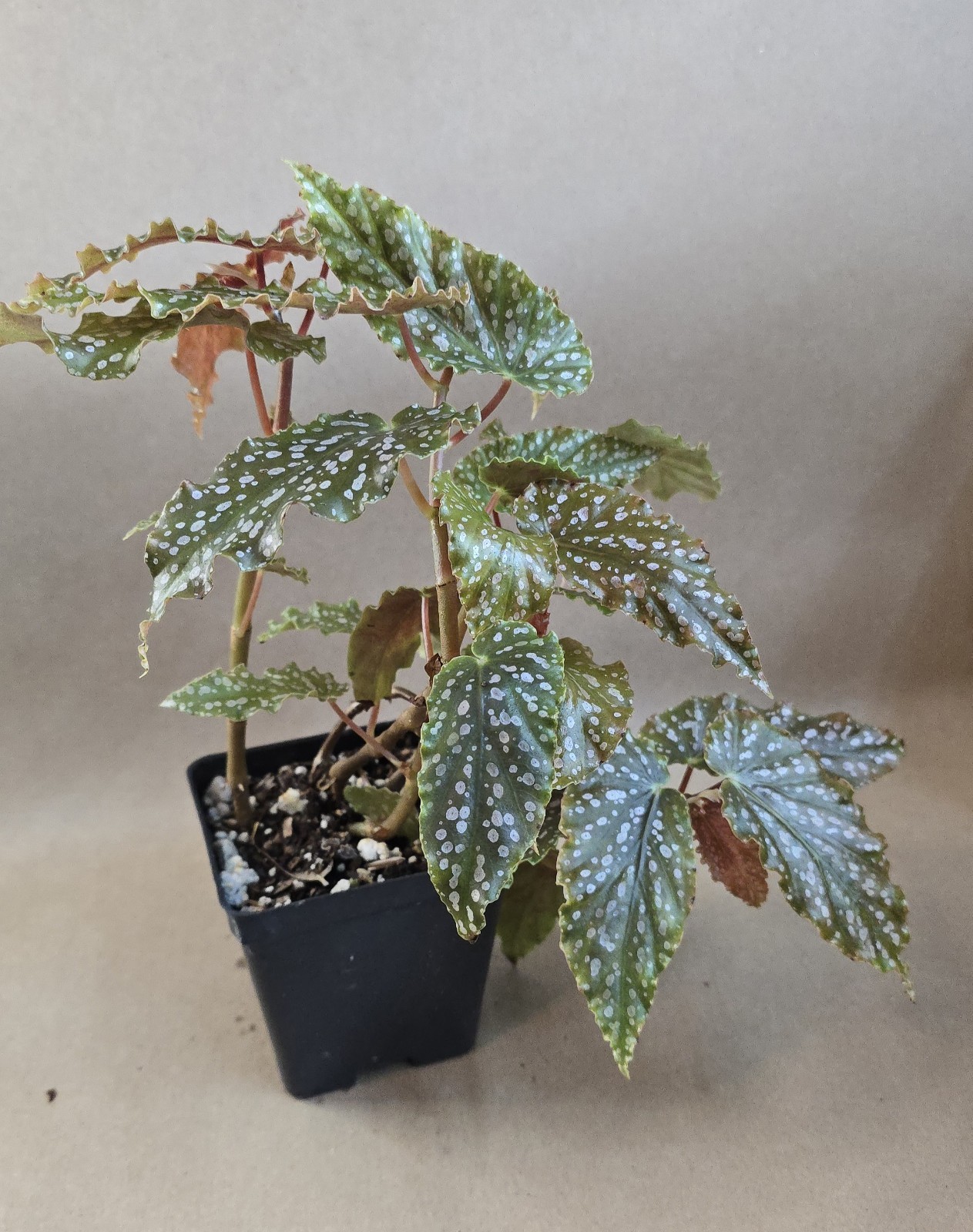 Begonia Peanut Brittle