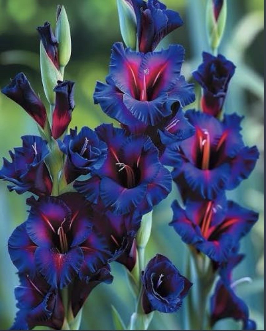 Blue Purple w Pink Hybrid Gladiolus Bulbs 4 Pack Stunning Rare Color ORGANIC