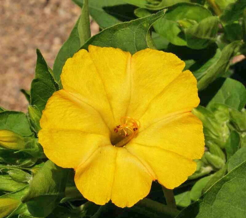 100 Yellow Four O’Clock Flower Seeds Mirabilis jalapa