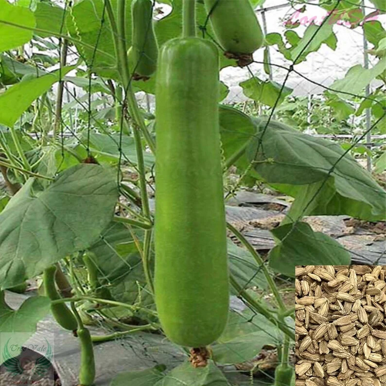 35pcs Long Bottle Gourd Seeds – Non-GMO Calabash Gourd Seeds for Planting.