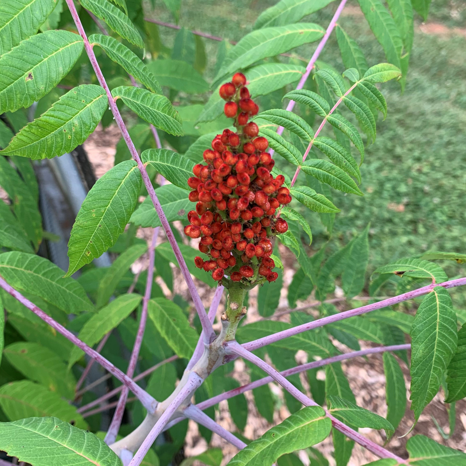 Smooth sumac (Rhus glabra) 1-2 year old plant, well rooted