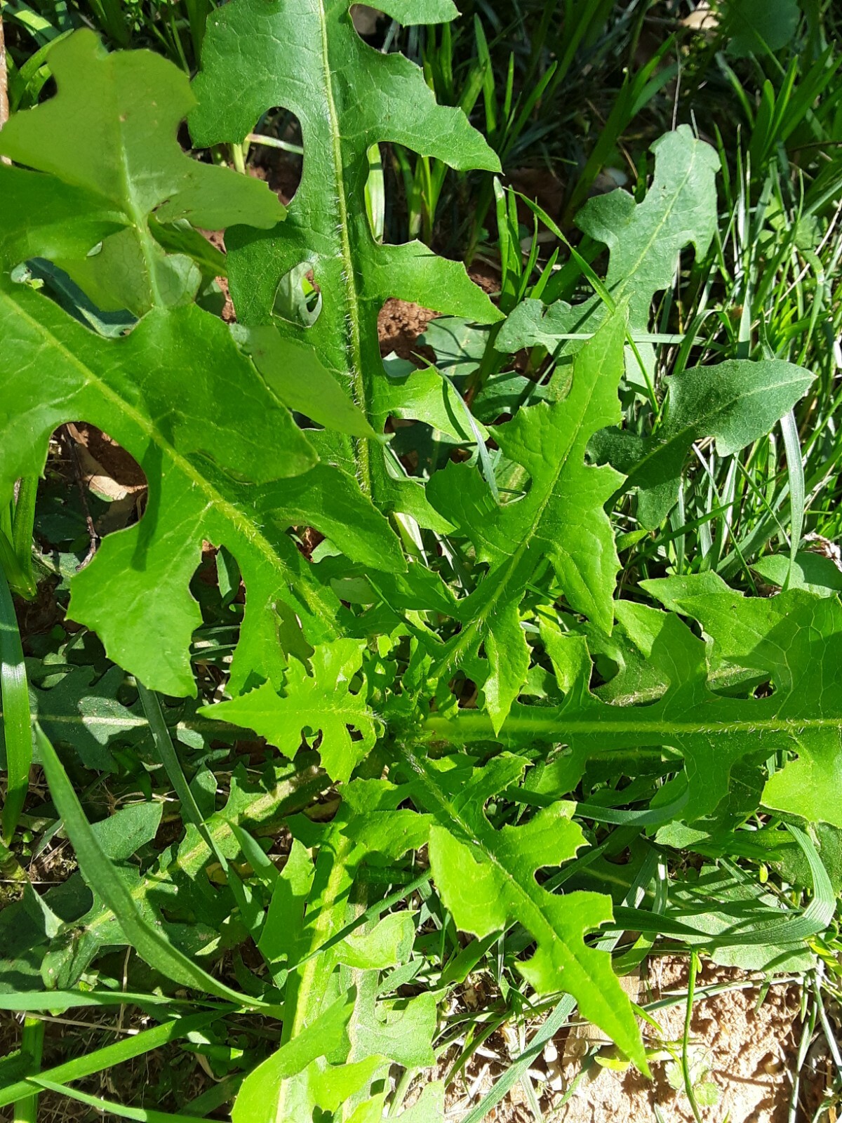 100 Wild/Opium Lettuce Seeds(LactucaVirosa)Medicinal Edible Plant.US grown seeds