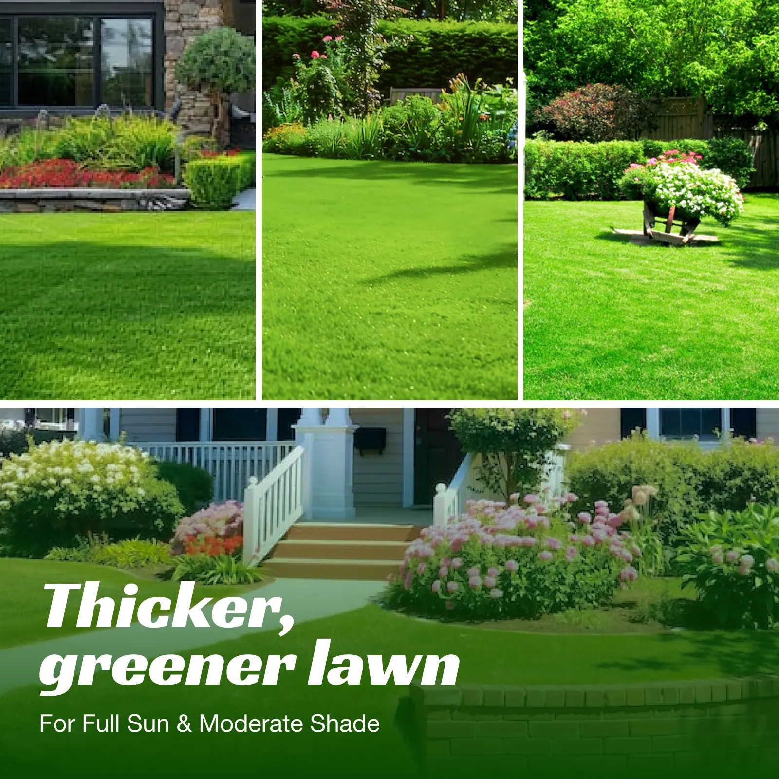 Grass Seed and Shade Grass, Grows Quickly and Withstands All Seasons, Perfect fo