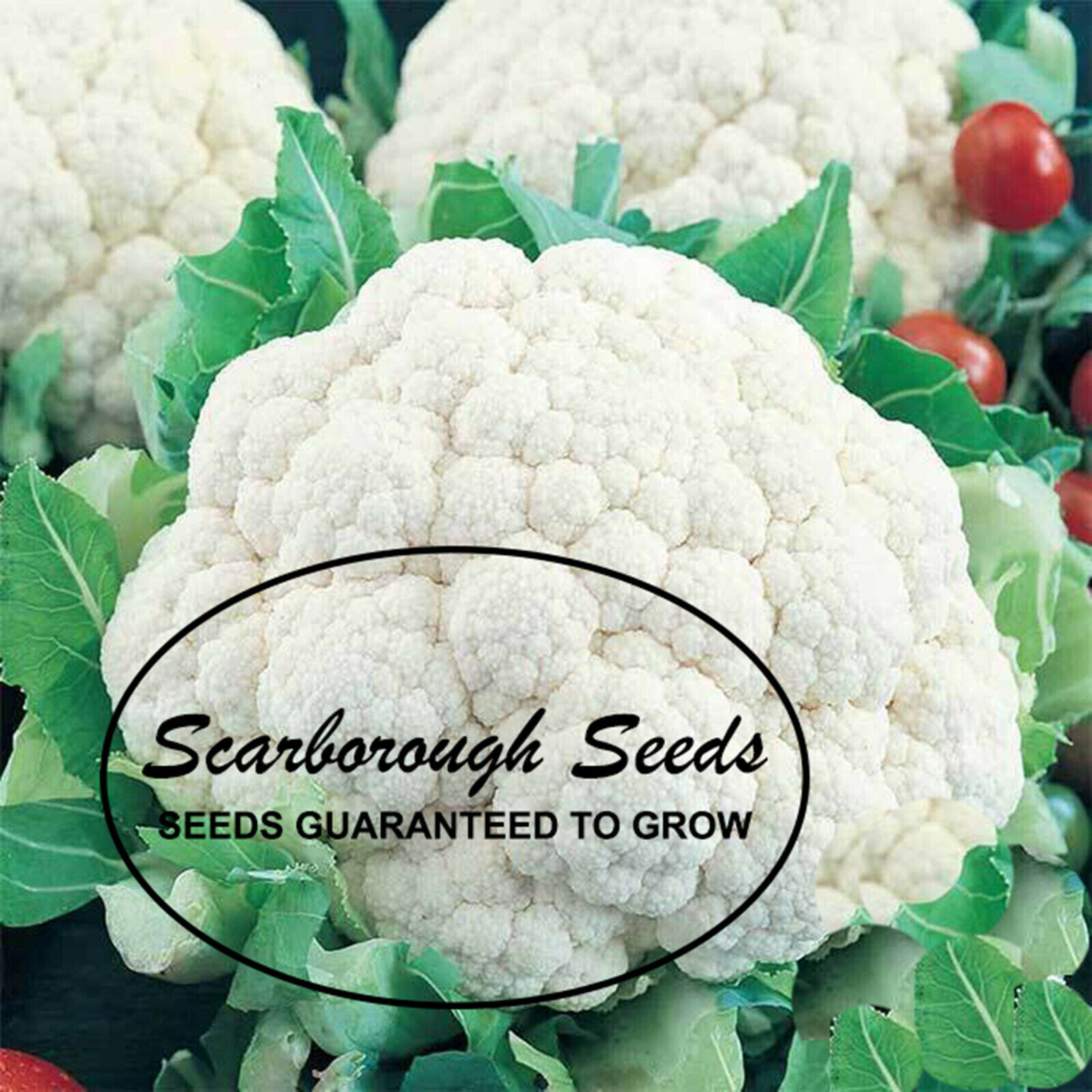 SCARBOROUGH SEEDS Snowball Cauliflower 100 Seeds Heirloom Non GMO Garden Seeds