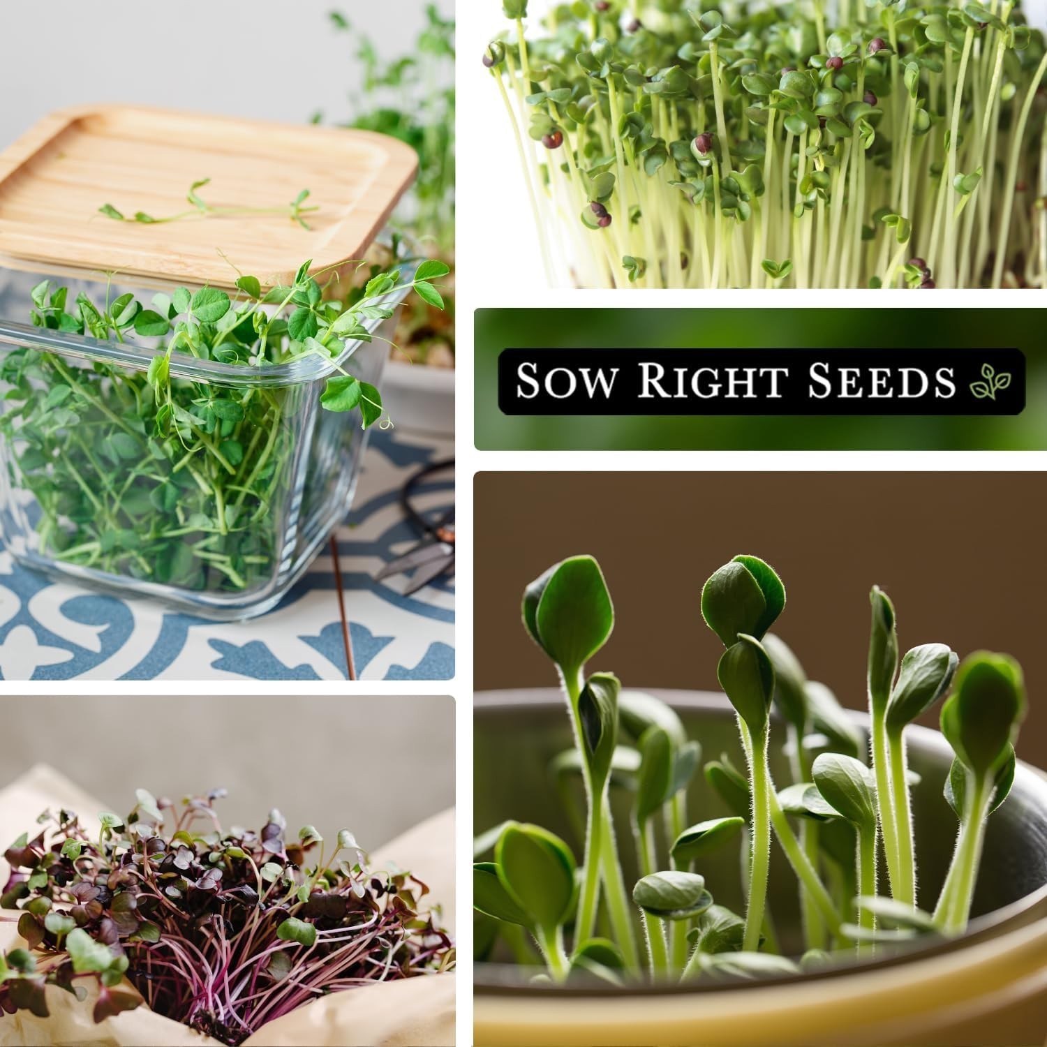 Compact Indoor Microgreens Seed Set – 10 Varieties, Low Maintenance Gardening